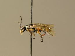 Attēlu rezultāti vaicājumam “Rhogogaster picta”