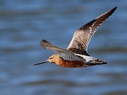 Attēlu rezultāti vaicājumam “Limosa lapponica adult”