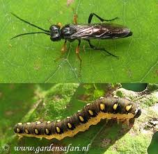 Attēlu rezultāti vaicājumam “Tenthredo scrophulariae larva”