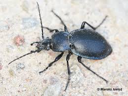 Attēlu rezultāti vaicājumam “Leistus terminatus”