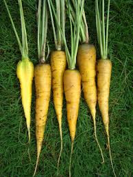 Attēlu rezultāti vaicājumam “Daucus sativus”