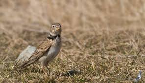 Image result for Melanocorypha calandra