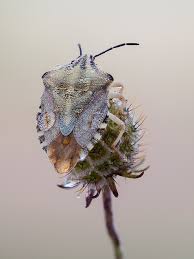 Attēlu rezultāti vaicājumam “Carpocoris sp.”