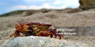 Image result for Cancer pagurus