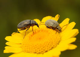 Attēlu rezultāti vaicājumam “Tetratoma ancora”