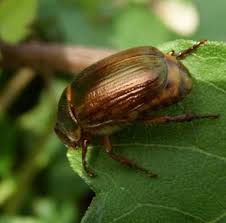 Attēlu rezultāti vaicājumam “Anomala dubia”