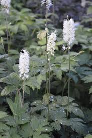 Image result for Silberkerze