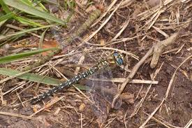 Attēlu rezultāti vaicājumam “Brachytron pratense”