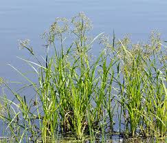 Attēlu rezultāti vaicājumam “Scirpus sylvaticus”