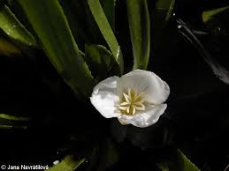 Attēlu rezultāti vaicājumam “Stratiotes aloides flower”