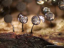 Attēlu rezultāti vaicājumam “Collaria arcyrionema macro”