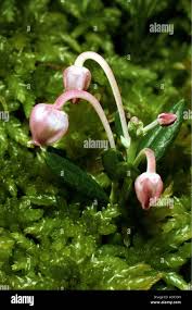 Attēlu rezultāti vaicājumam “Andromeda polifolia fruit”