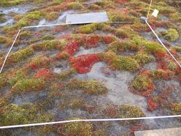 Attēlu rezultāti vaicājumam “Leiocolea heterocolpos”