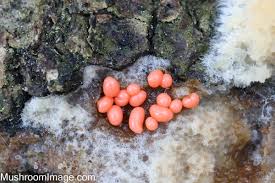 Attēlu rezultāti vaicājumam “Colloderma robustum macro”