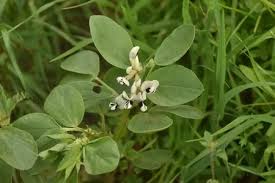 Attēlu rezultāti vaicājumam “Vicia faba leaf”