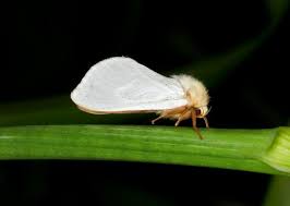 Attēlu rezultāti vaicājumam “Hepialus humuli”