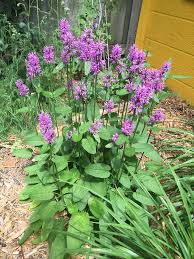 Attēlu rezultāti vaicājumam “Stachys officinalis flower”