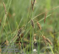 Attēlu rezultāti vaicājumam “Carex limosa”