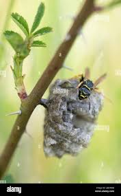 Attēlu rezultāti vaicājumam “Polistes nimpha”