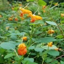 Attēlu rezultāti vaicājumam “Balsaminaceae”