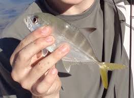 Image result for Caranx latus