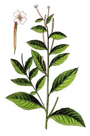 Attēlu rezultāti vaicājumam “Epilobium roseum flower”