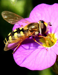 Attēlu rezultāti vaicājumam “Eupeodes nielseni”