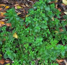 Attēlu rezultāti vaicājumam “Urtica urens”