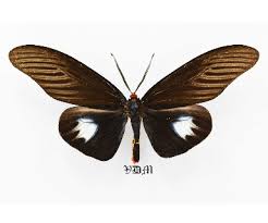 Attēlu rezultāti vaicājumam “Zygaenidae”