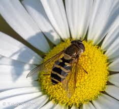 Attēlu rezultāti vaicājumam “Syrphidae”