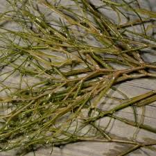 Attēlu rezultāti vaicājumam “Stuckenia pectinata”