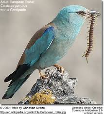 Attēlu rezultāti vaicājumam “Coracias garrulus adult”