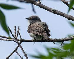 Image result for Sayornis phoebe