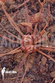 Attēlu rezultāti vaicājumam “Drosera x obovata leaf”