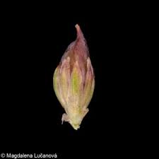 Attēlu rezultāti vaicājumam “Juncus articulatus”