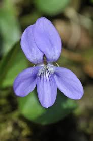 Attēlu rezultāti vaicājumam “Viola riviniana flower”
