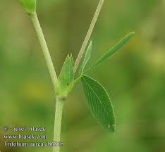 Attēlu rezultāti vaicājumam “Trifolium aureum leaf”