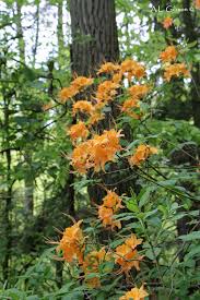 Attēlu rezultāti vaicājumam “Rhododendron calendulaceum flower”