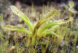 Image result for Drosera