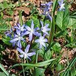 Attēlu rezultāti vaicājumam “Scilla luciliae”