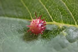 Attēlu rezultāti vaicājumam “Diplolepis bicolor”