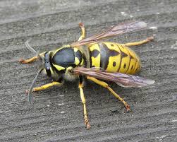 Attēlu rezultāti vaicājumam “Vespula germanica male”