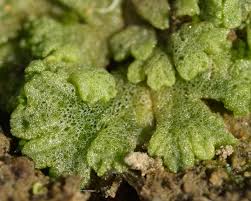Attēlu rezultāti vaicājumam “Campylophyllum calcareum sporophyte”