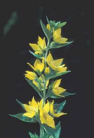 Attēlu rezultāti vaicājumam “Lysimachia punctata”