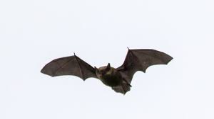 Attēlu rezultāti vaicājumam “Myotis daubentonii”