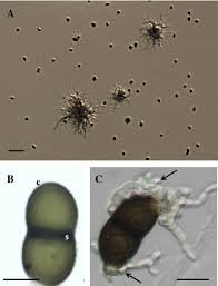 Attēlu rezultāti vaicājumam “Anaptychia ciliaris”