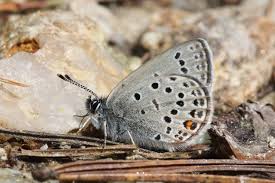 Attēlu rezultāti vaicājumam “Vacciniina optilete underside”