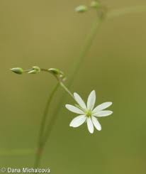 Attēlu rezultāti vaicājumam “Stellaria graminea”