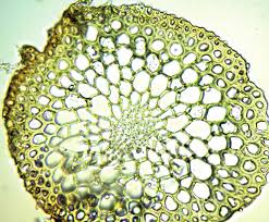 Attēlu rezultāti vaicājumam “Didymodon tophaceus sporophyte”