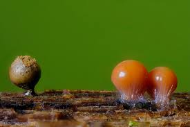 Attēlu rezultāti vaicājumam “Hemitrichia decipiens var. hemitrichoides”